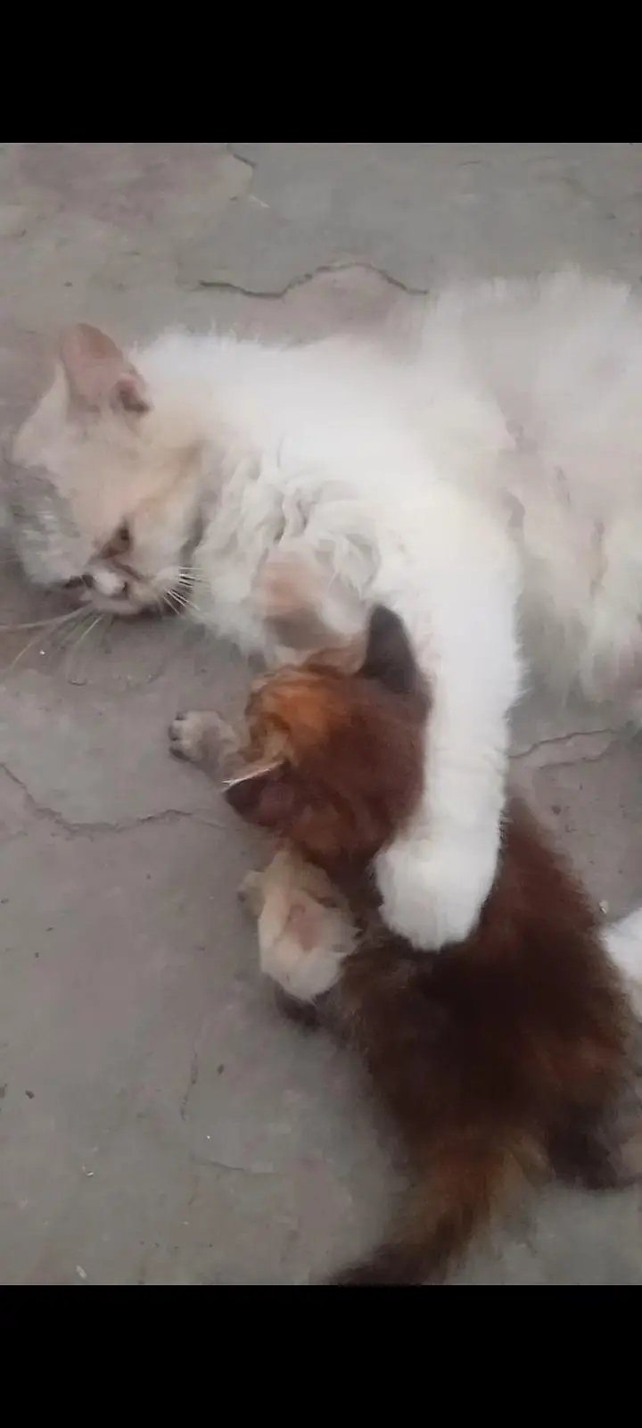 Parsian cat and baby for sale — photo 7
