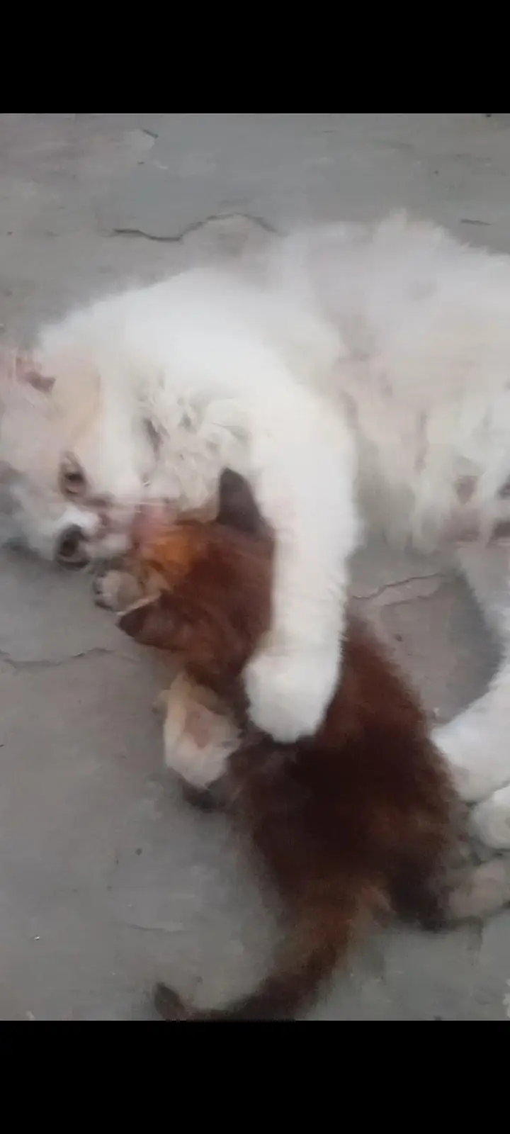 Parsian cat and baby for sale — photo 8