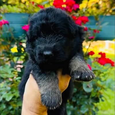 top quality gsd male female available