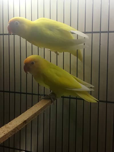 cremino lovebird for sale