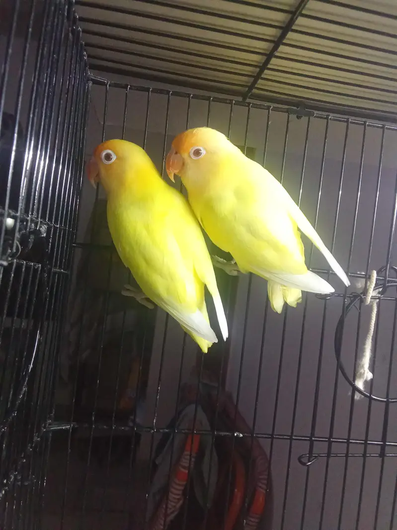 cremino lovebird for sale — photo 2