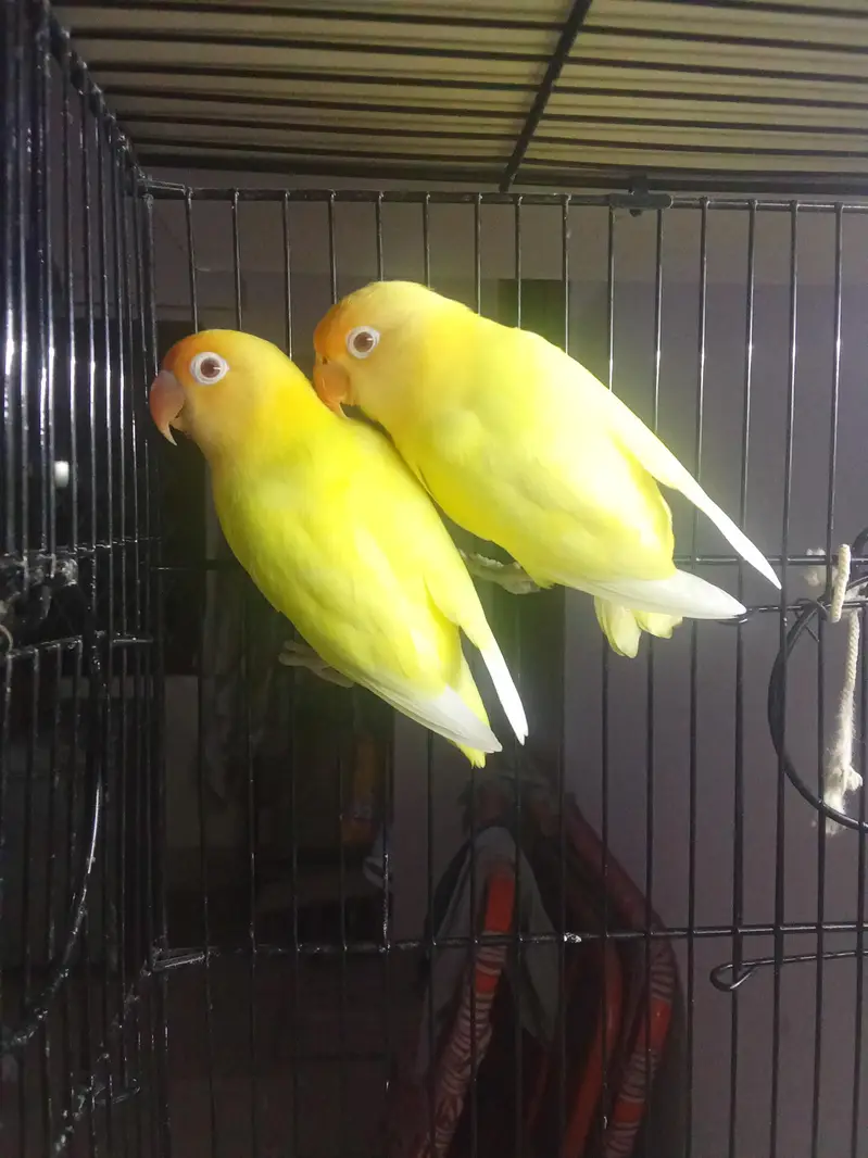 cremino lovebird for sale — photo 3