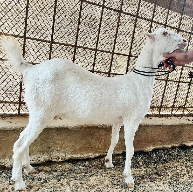 Gulabi Teddy Bakri