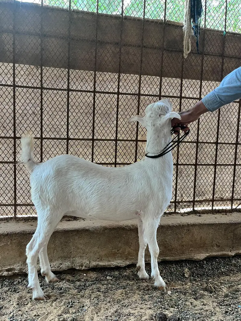Gulabi Teddy Bakri — photo 2