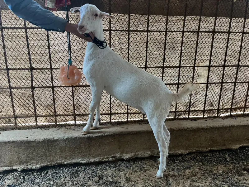Gulabi Teddy Bakri — photo 3