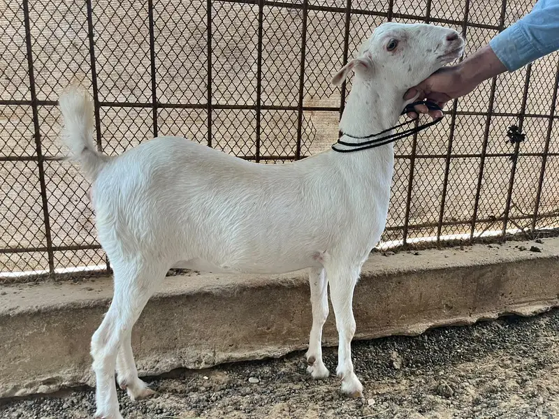 Gulabi Teddy Bakri — photo 4
