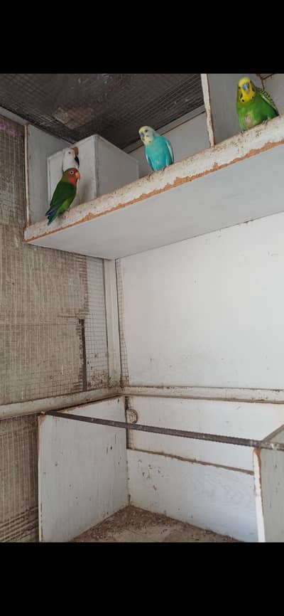 budgie and love bird