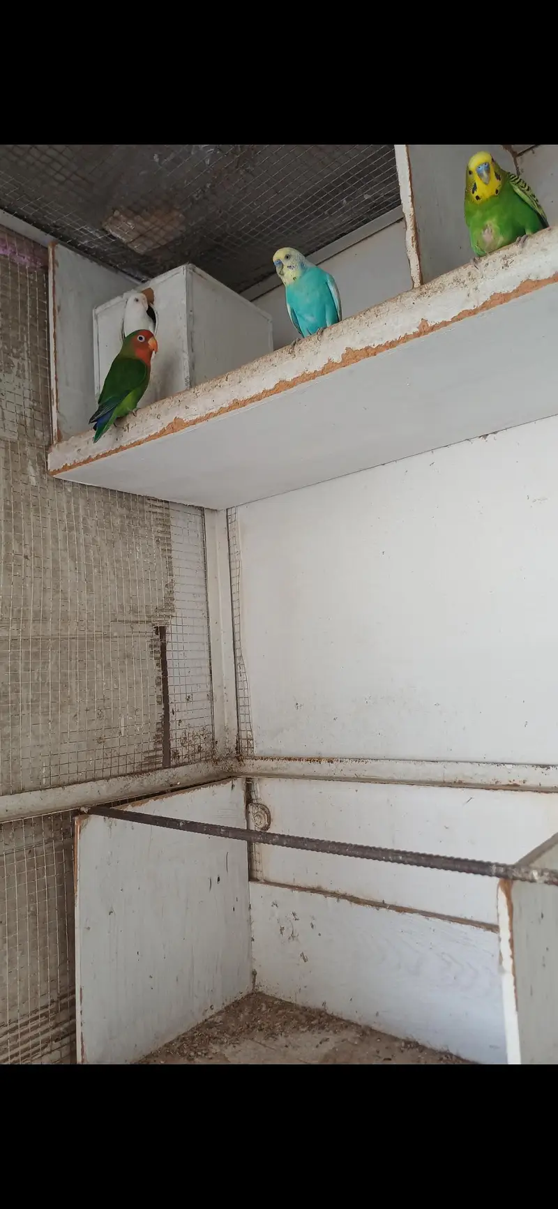 budgie and love bird