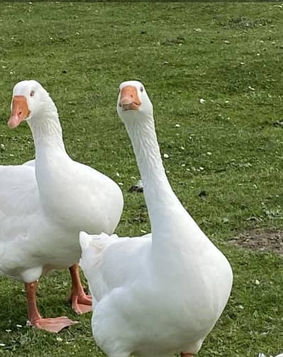 big White ducks