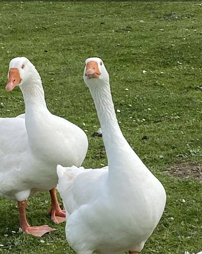 big White ducks 0