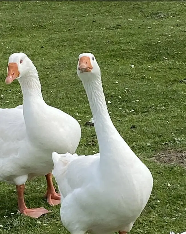 big White ducks