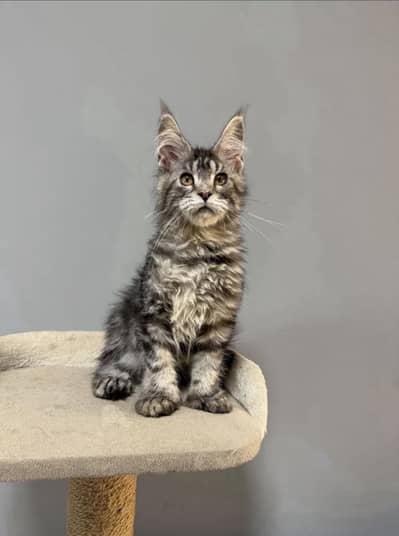 Maine coon