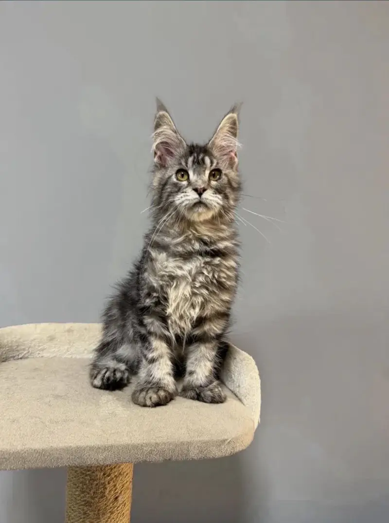 Maine coon
