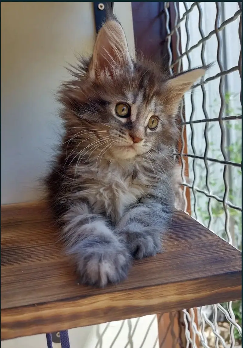 Maine coon — photo 3