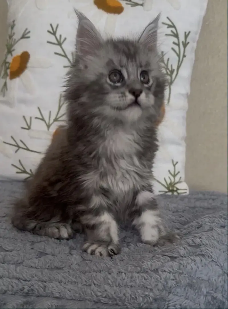 Maine coon — photo 4