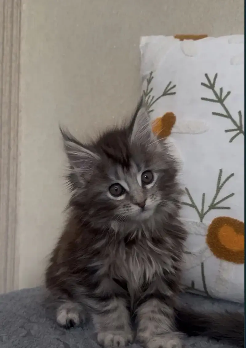 Maine coon — photo 5