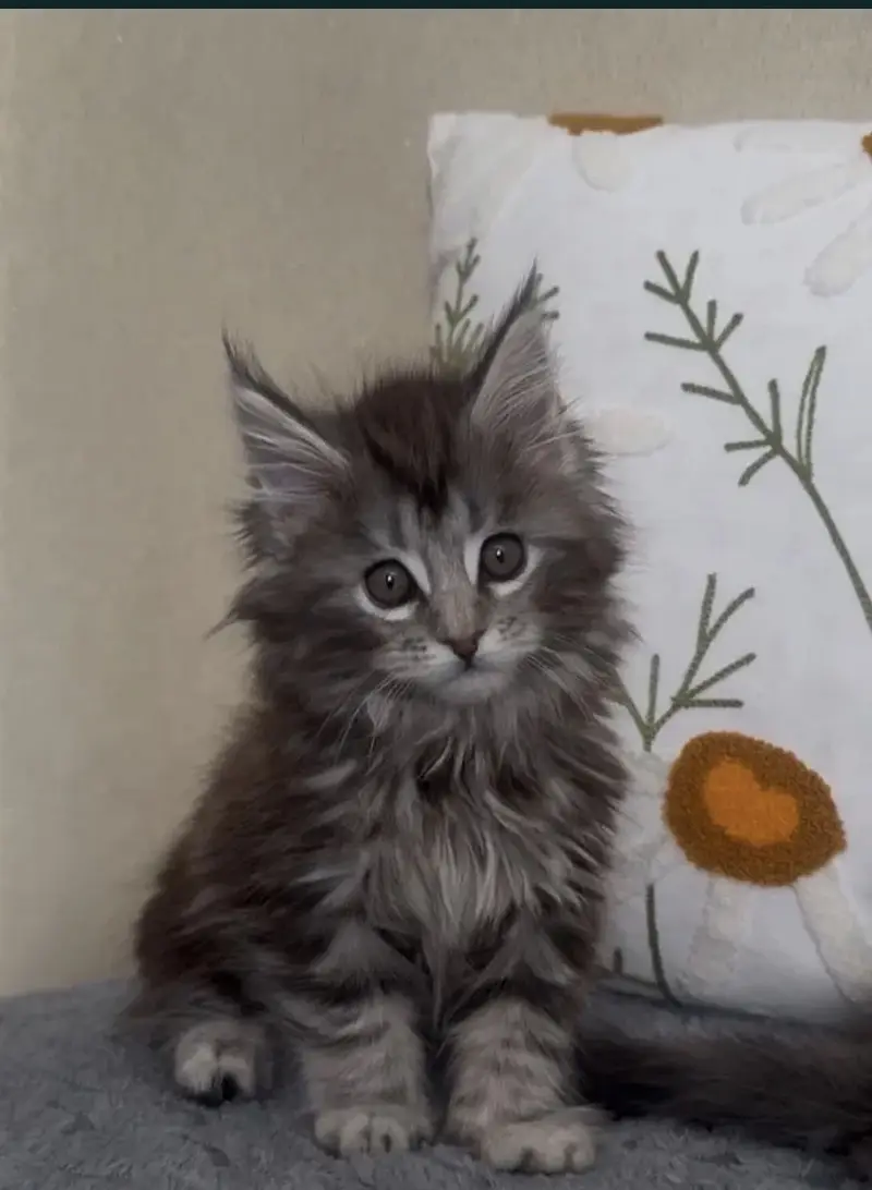 Maine coon — photo 6