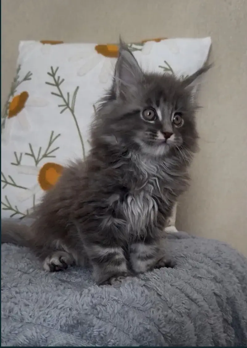 Maine coon — photo 7