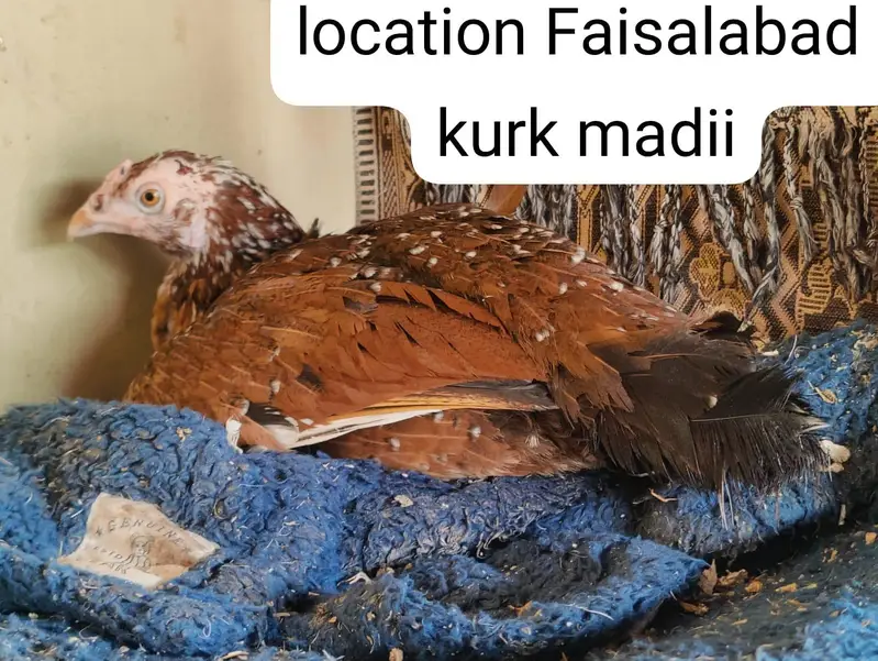 aseel madi