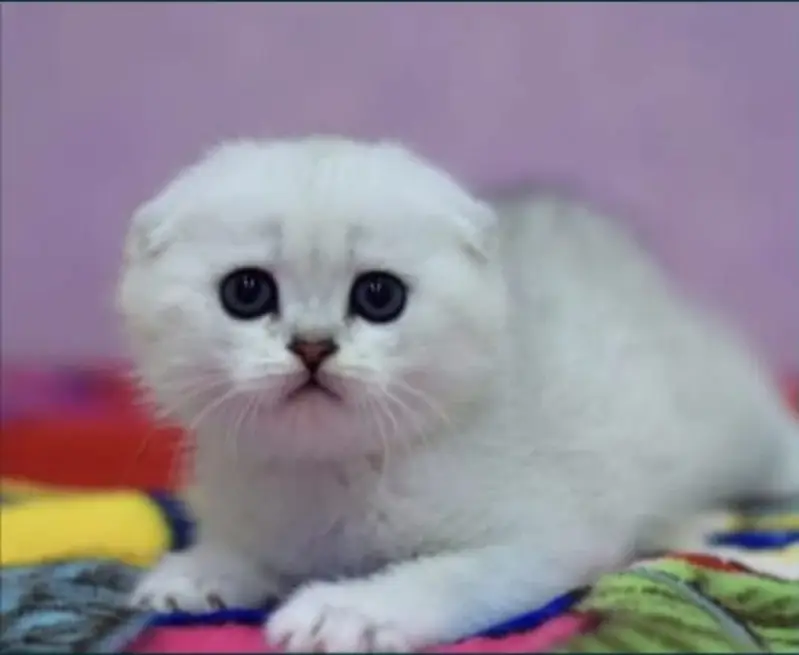 Scottish fold