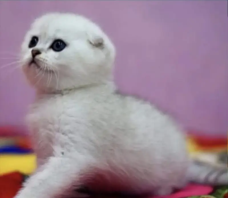 Scottish fold — photo 2