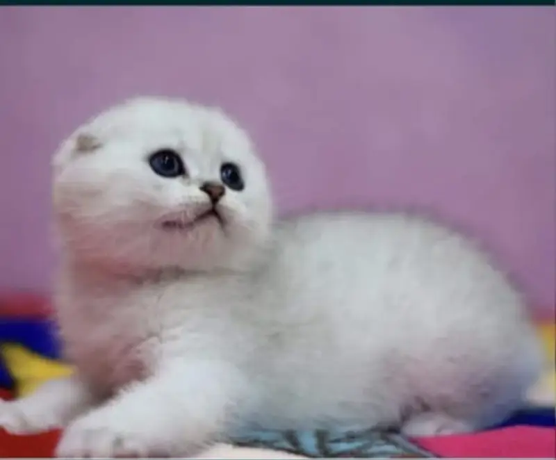 Scottish fold — photo 3