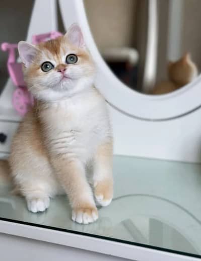 British shorthair