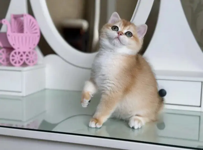 British shorthair — photo 2