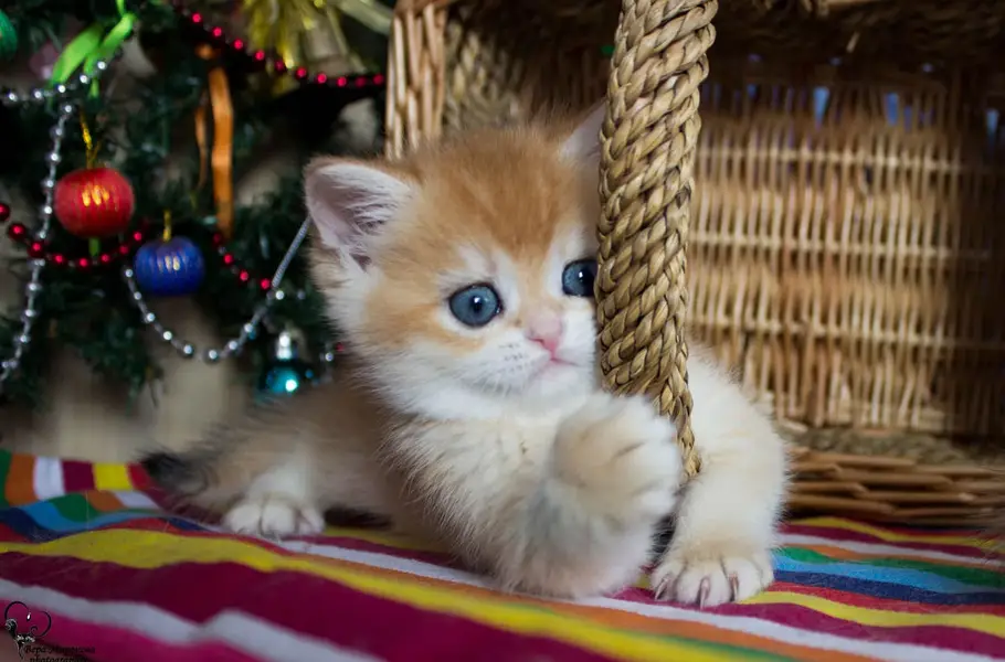 British shorthair — photo 4