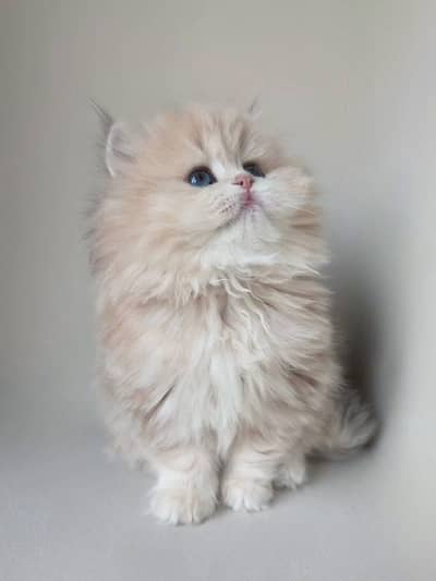 British Longhair | British Shorthair | Imported Cats & Kittens