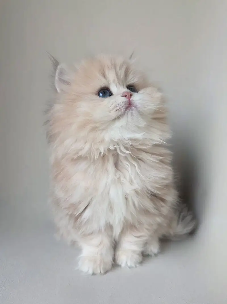 British Longhair | British Shorthair | Imported Cats & Kittens — photo 2