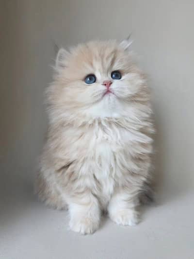 British Longhair | British Shorthair | Imported Cats & Kittens