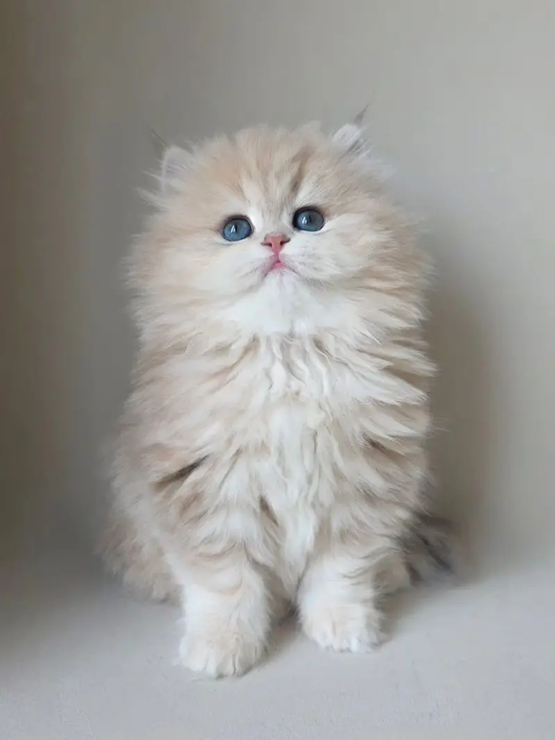 British Longhair | British Shorthair | Imported Cats & Kittens — photo 3