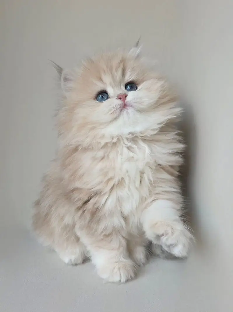 British Longhair | British Shorthair | Imported Cats & Kittens — photo 4