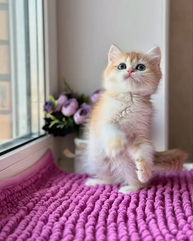 British Shorthair | Imported Cats & Kittens | Purebred — photo 3