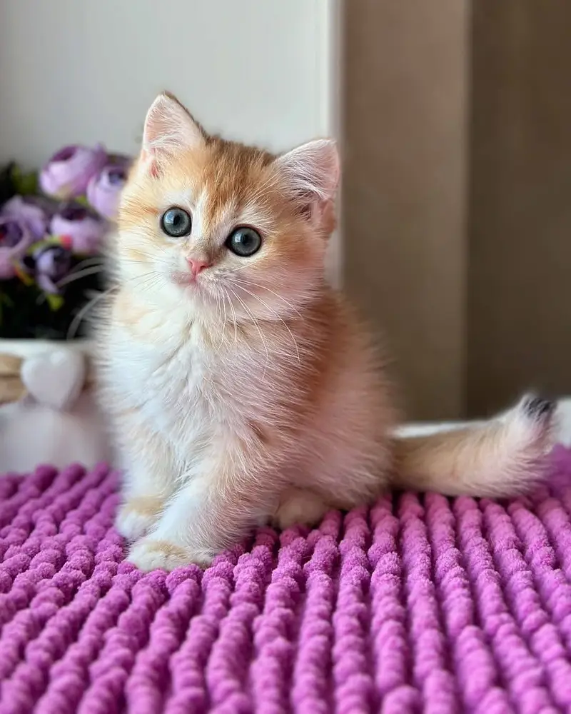 British Shorthair | Imported Cats & Kittens | Purebred — photo 4