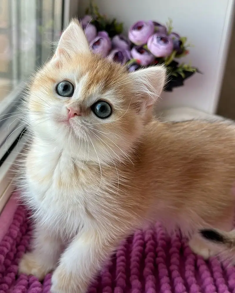 British Shorthair | Imported Cats & Kittens | Purebred — photo 5