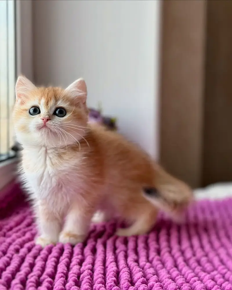 British Shorthair | Imported Cats & Kittens | Purebred — photo 6