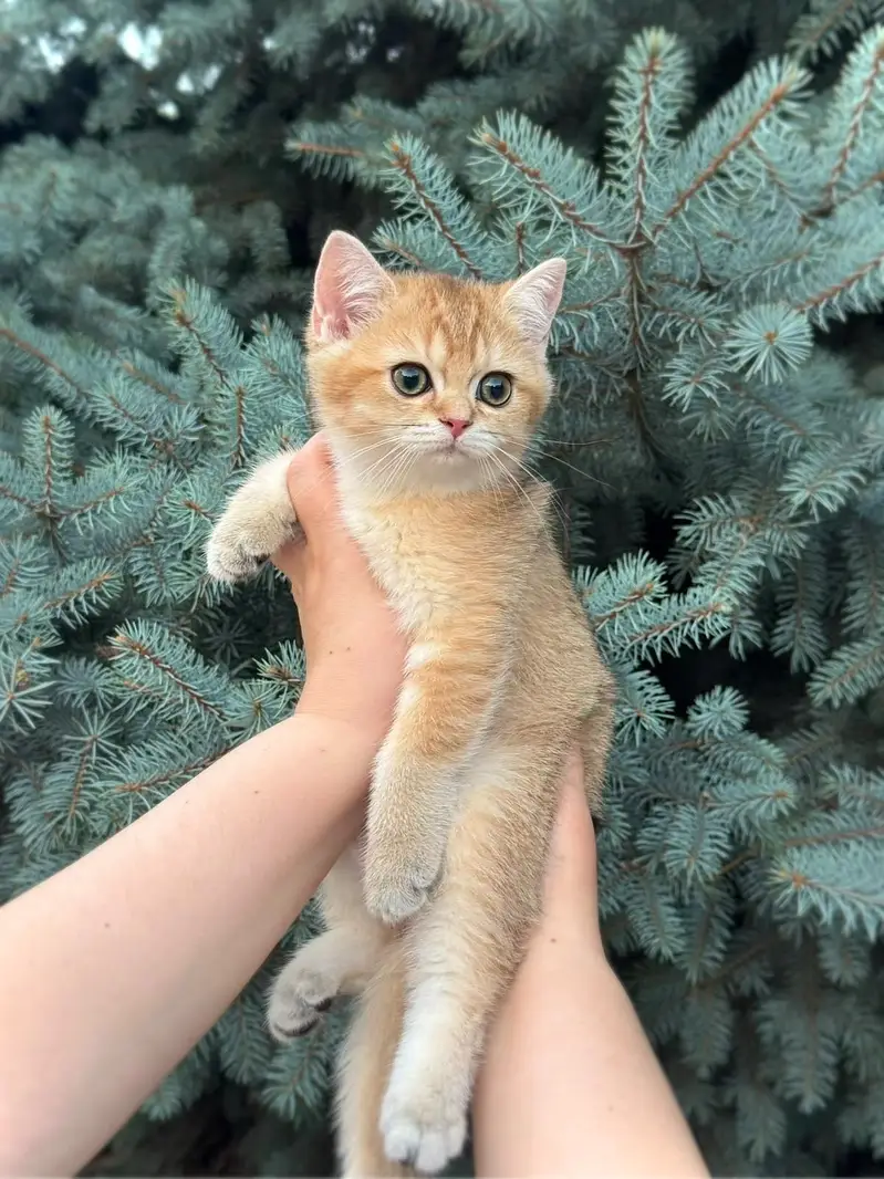 British Shorthair | Imported Cats & Kittens | Purebred — photo 8