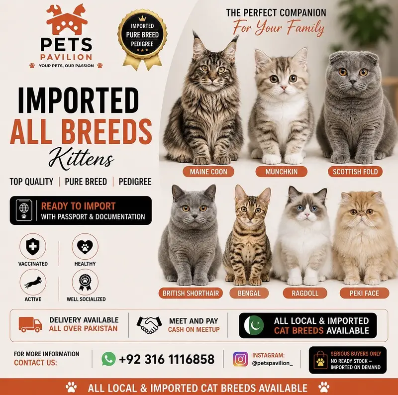 British Shorthair | Imported Cats & Kittens | Purebred — photo 10