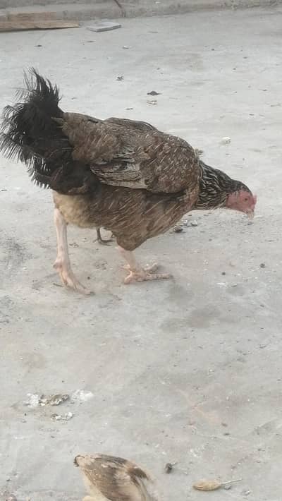 high quality me sindhi madi Aseel hen