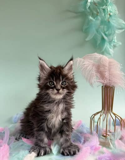 MAINE COON | PUREBRED | BOOKING AVAILABLE