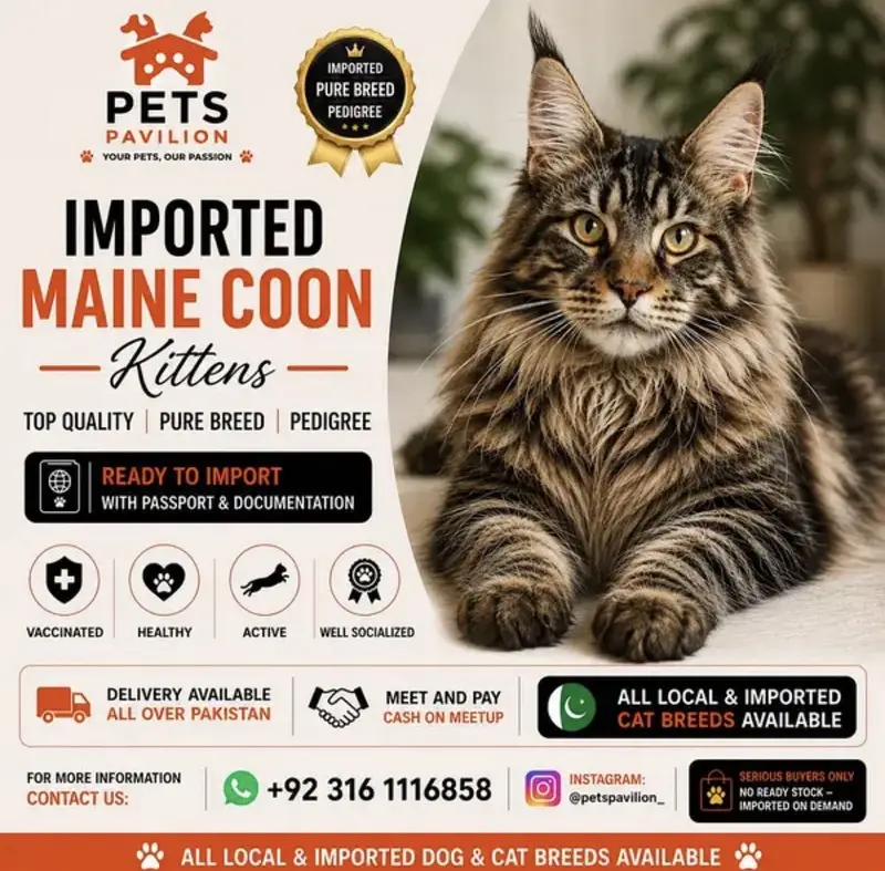MAINE COON | PUREBRED | BOOKING AVAILABLE — photo 7