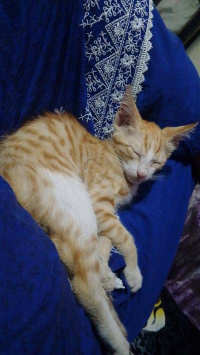 pair of cute kittens