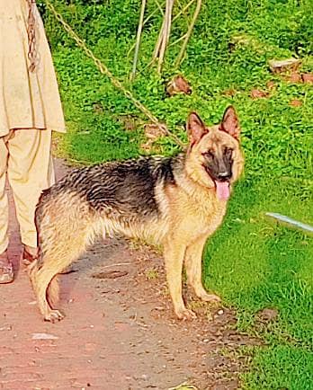 German shepherd stockcot female for sale