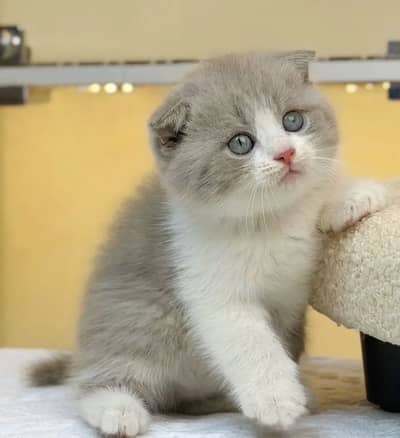Bicolor Scottish Fold | Imported Cats & Kittens | Purebred