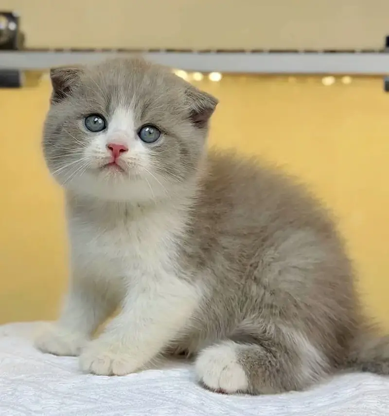 Bicolor Scottish Fold | Imported Cats & Kittens | Purebred — photo 2
