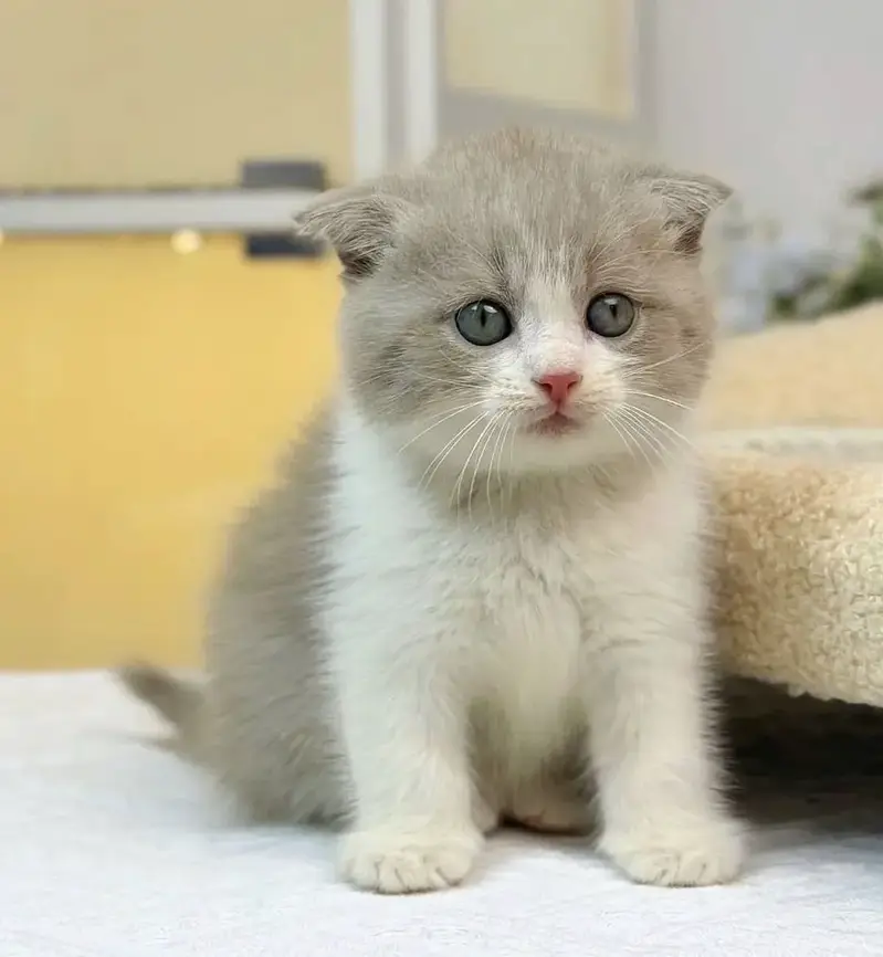 Bicolor Scottish Fold | Imported Cats & Kittens | Purebred — photo 3