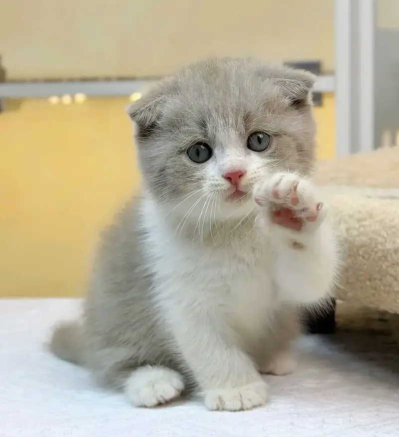Bicolor Scottish Fold | Imported Cats & Kittens | Purebred — photo 4
