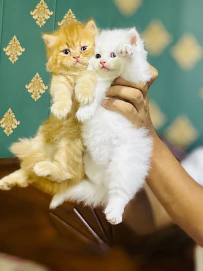 Orange persian cat for sale